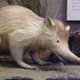 Look at that snoot. (Image: Wikimedia Commons)